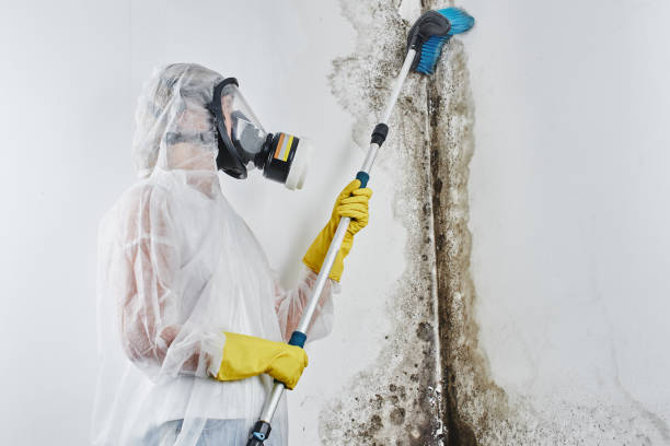 Mold Remediation for Rental Properties in Terra Alta, WV